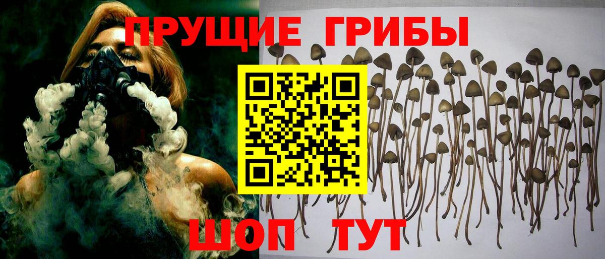 Псилоцибиновые грибы Psilocybine cubensis Коломна